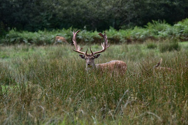 deer in new forest national park